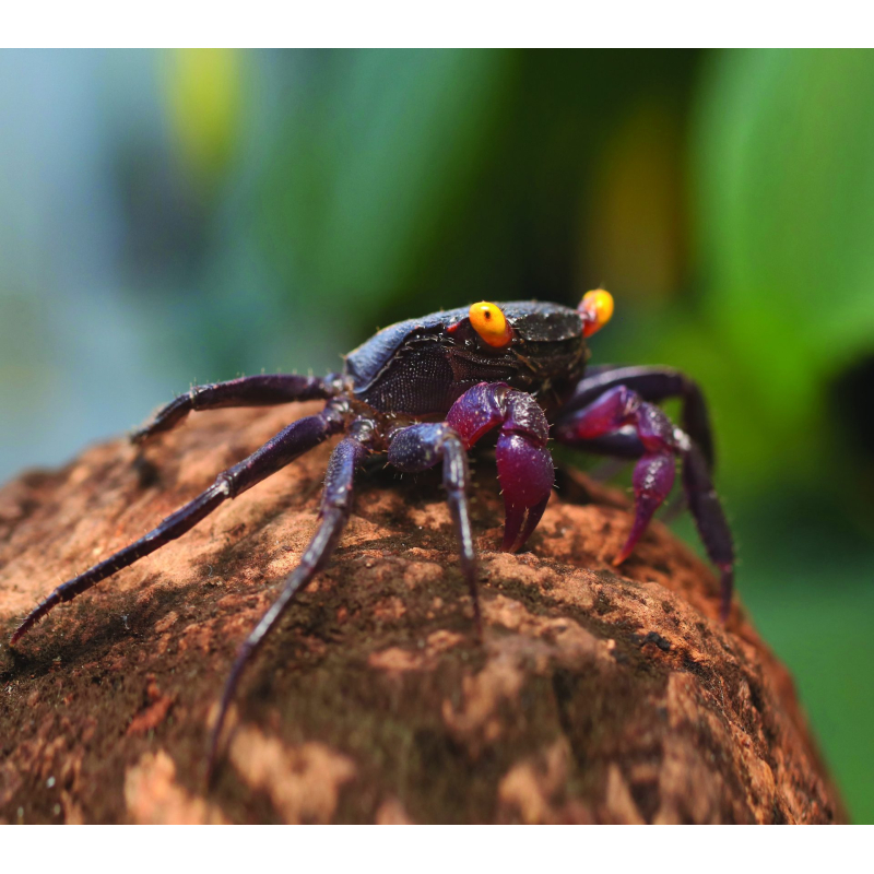 Geosesarma dennerle vampire blue 3.5cm